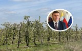 Mrozy spustoszyły sady w Świętokrzyskiem! Plony będą dużo mniejsze