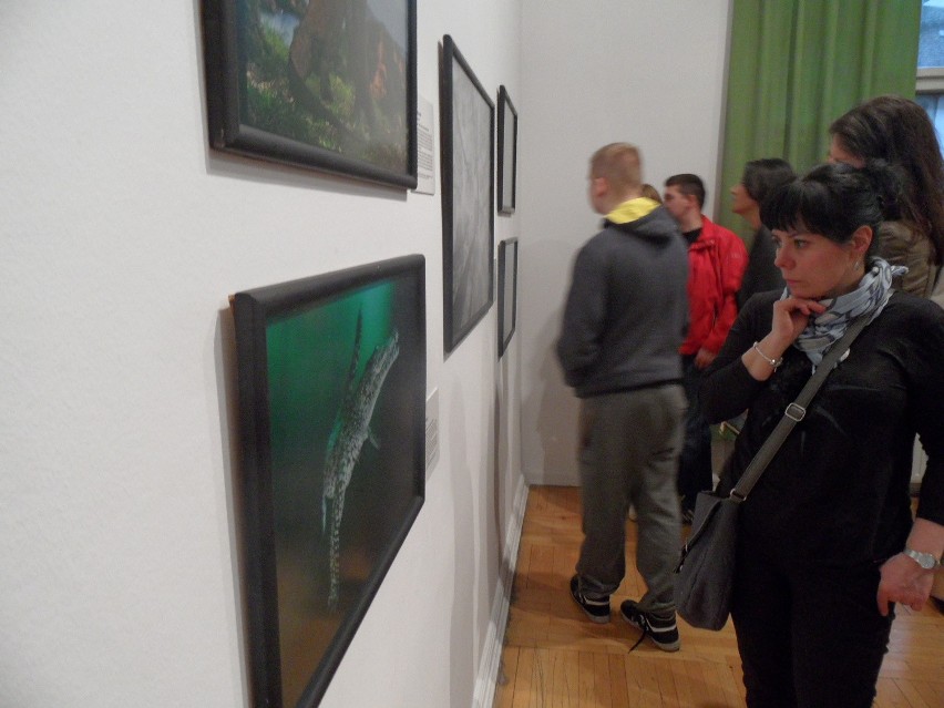 Bytom: Fotografia Dzikiej Przyrody 2015 w Muzeum Górnośląskim