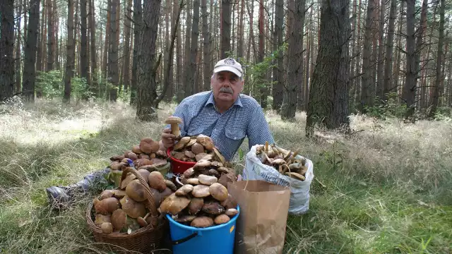 Pan Tadeusz na grzybobrania chodzi od wielu lat. Podczas rodzinnych wypraw na grzyby pełni rolę przewodnika po lesie, bo doskonale zna miejsca, gdzie nie ma ludzi, a grzybów rośnie sporo.