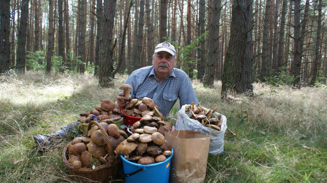 Grzybobranie 2020. Koszyki bydgoszczan zapełniają się w mig darami lasu