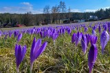 Morze krokusów pod Tatrami. Kwitną całe łąki. Wysyp w samych górach przed nami 