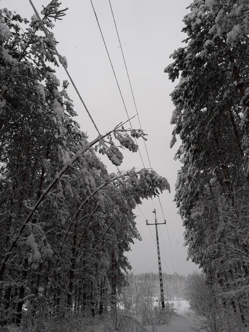 Awarie prądu w województwie podlaskim. Aż 10 tysięcy gospodarstw wciąż nie ma prądu. Trwa usuwanie awarii (zdjęcia) 
