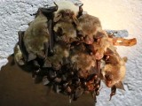 Podziemna sypialnia nietoperzy może się okazać spiżarnią szopów [ZDJĘCIA, WIDEO]