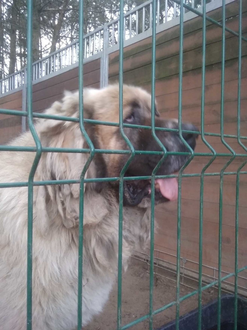 Pies Waldemara B, obecnie przebywający w schronisku