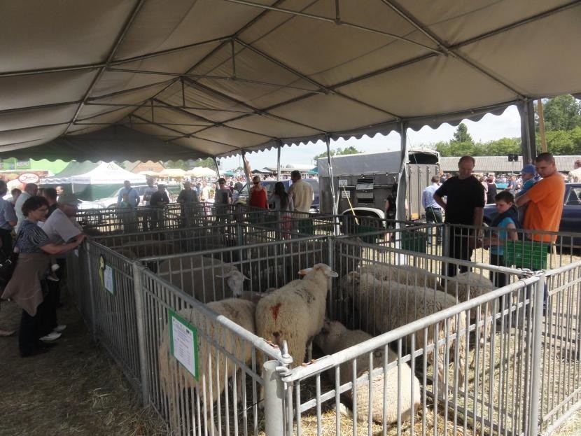 Pomorskie Agro Targi w Lubaniu. Targi nie tylko dla rolników