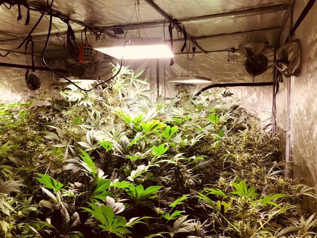 Podczas przeszukania policjanci znaleźli i zabezpieczyli prawie 217 krzewów i sadzonek konopi indyjskich oraz 1,7 kg suszu roślinnego konopi innych niż włóknistych, z których powstaje marihuana.