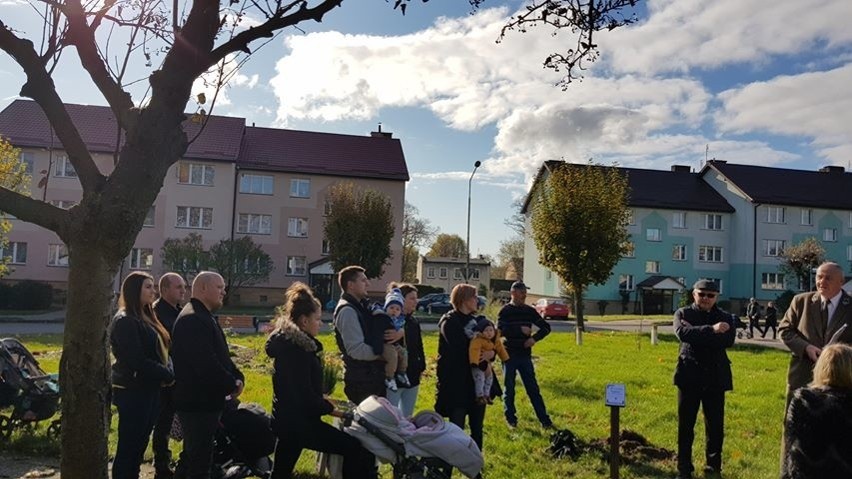 Posadzili drzewka swoich pociech. Akcja nadleśnictwa w gminie Ińsko  