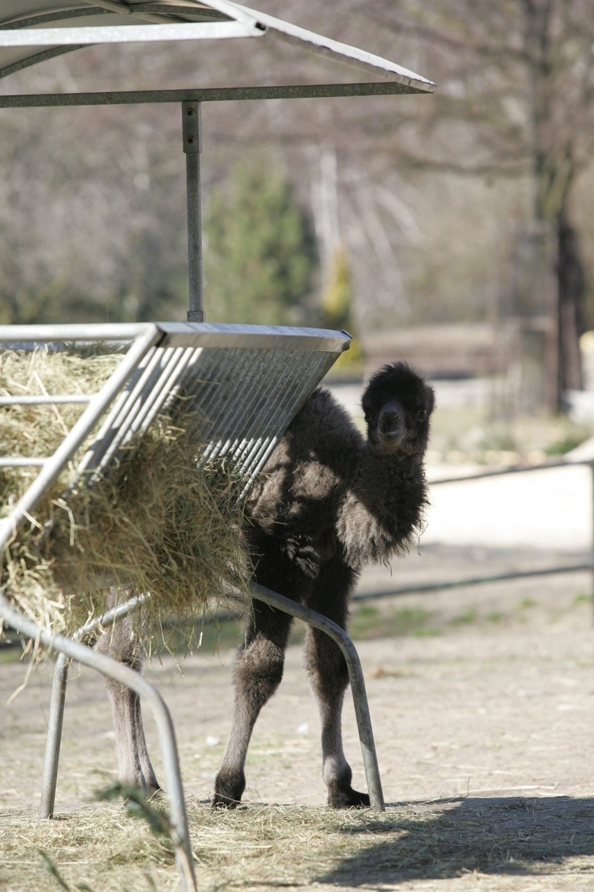 Śląski Ogród Zoologiczny