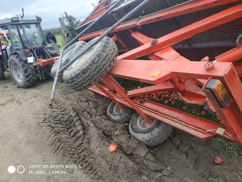 Wypadek przy pracy w sadzie w Suliszowie w powiecie sandomierskim. Dwie osoby przygniecione. Zdjęcia