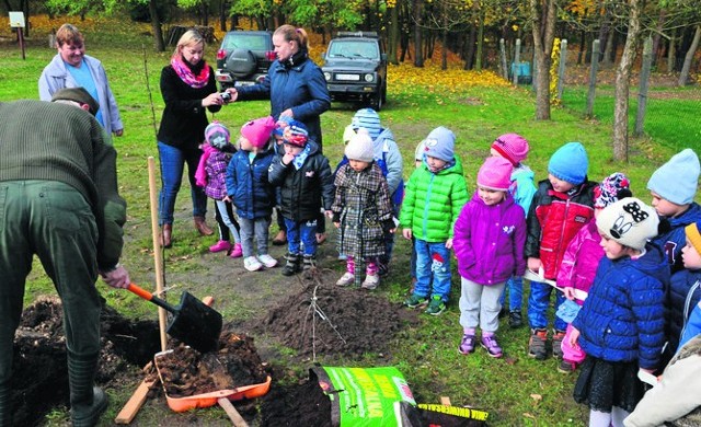Przedszkolaki ze Starych Budkowic sadziły drzewaPrzedszkolaki obserwowały uważnie, jak się sadzi drzewka.