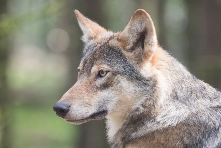 Zagrożone gatunki wracają do Europejskich lasów. Obserwujemy duży wzrost liczebności wilków i niedźwiedzi brunatnych