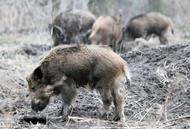 Czy w Kujawsko-Pomorskiem konieczny będzie odstrzał? 