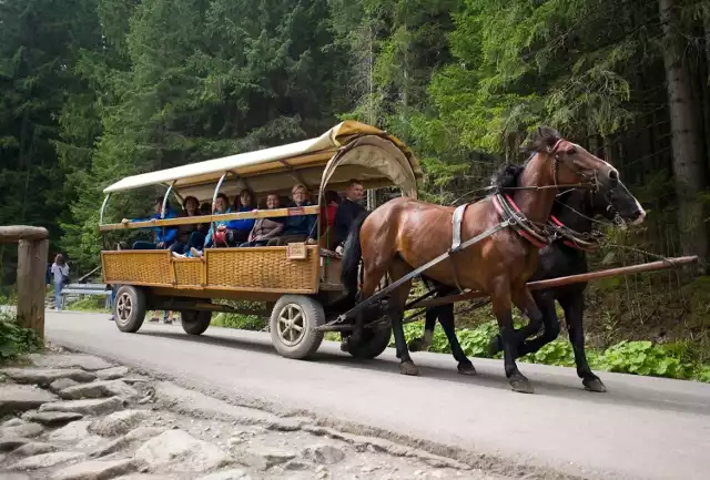 Animalsi twierdzą, że prawo nie pozwala jeździć fasiągami.