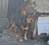 Schronisko dla zwierząt w Zawierciu uratowało psa z Myszkowa. Przeżywał prawdziwą gehennę!