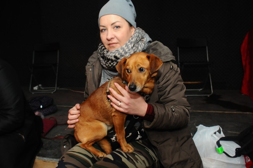 Stowarzyszenie Dog Rescue zorganizowało akcję adopcyjną w Krakowie [ZDJĘCIA] 