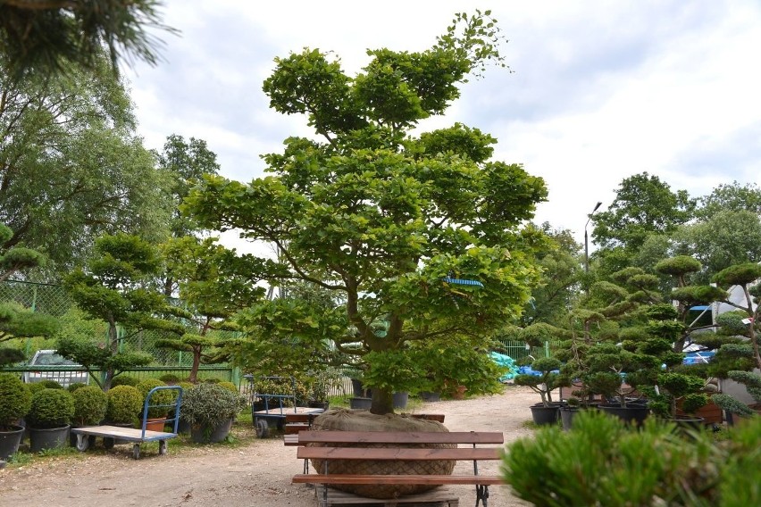 Drzewka Bonsai z naszego centrum ogrodniczego podbijają kraj i Europę!