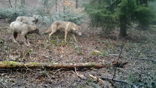 W Tyliczu fotopułapka zarejestrowała watahę wilków a przez krynickie lasy wędrował niedźwiedź