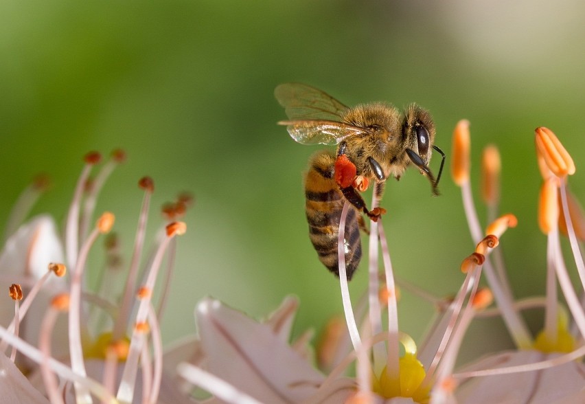 Podkarpacie. Czy pszczoły wyprodukują w tym roku dostateczną ilość miodu?