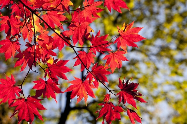 Drzewa i krzewy o czerwonych liściach to bardzo atrakcyjny i wyrazisty akcent w ogrodzie.