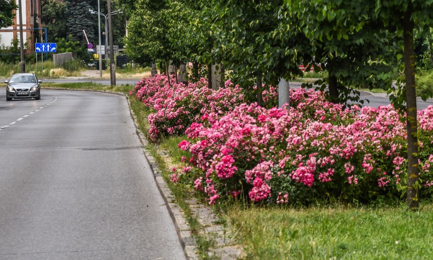 Ulica Sułkowskiego - tonąca w różowych kwiatach