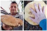 Grzybobranie 2021. Łukasz Niewiarowski znalazł blisko kilogramowego kozaka w Gorcach. Grzybem gigantem pochwalił się w sieci [ZDJĘCIA] 9.09.