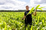 Susza się pogłębia, dotknęła uprawy kukurydzy. Można szacować straty