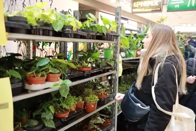 Podczas Wyprzedaży Festiwalu Roślin można będzie kupić kwiatki przecenione o połowę.