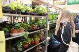 Będzie wielka wyprzedaż Festiwalu Roślin w Radomiu. W centrum handlowym M1 będzie można kupić kwiaty doniczkowe w atrakcyjnych cenach