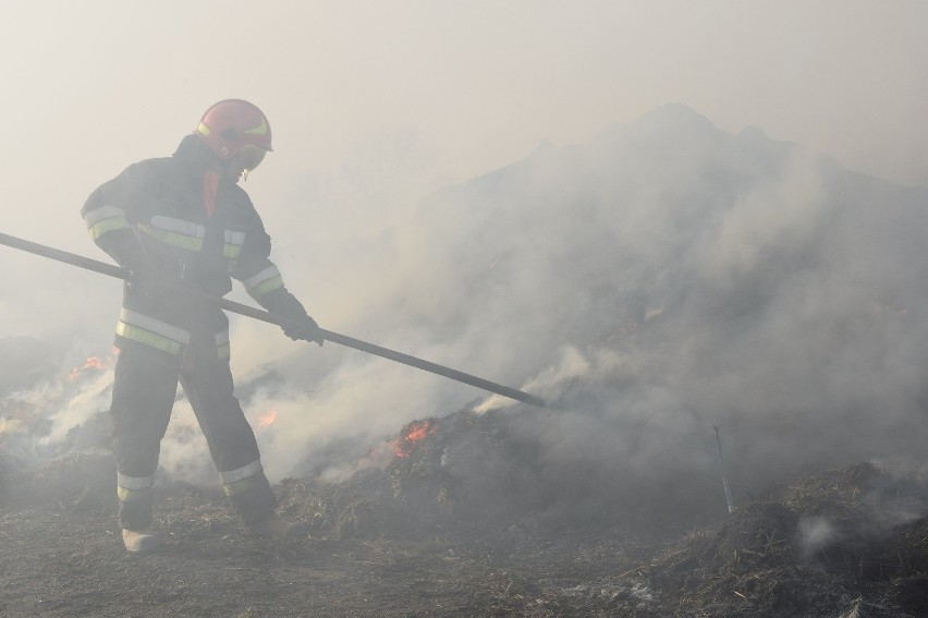 Strażacy gasili pożar 750 bali słomy w Pólku (gm. Płużnica)...