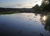 Po deszczach wezbrały wody Dzierżęcinki w Koszalinie [zdjęcia]