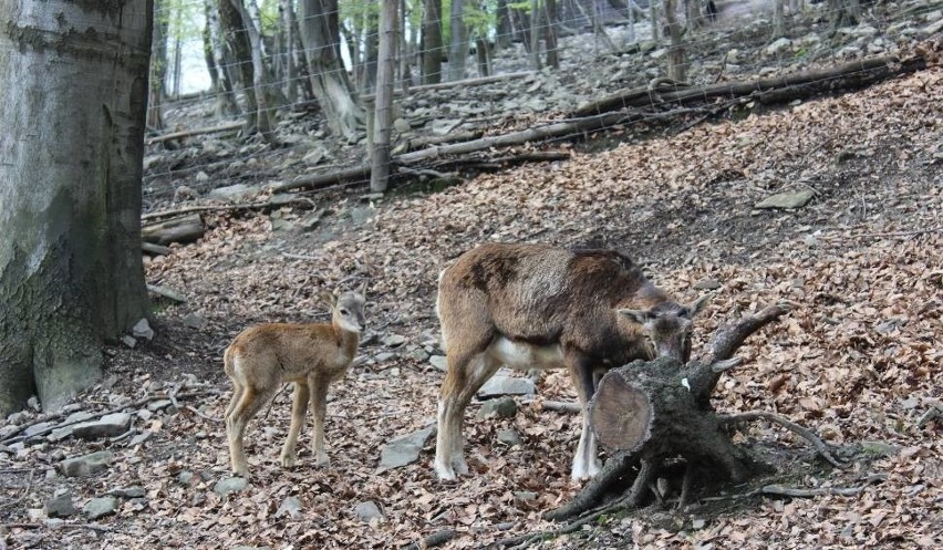 To już wiosna! W Leśnym Parku Niespodzianek w Ustroniu urodził się pierwszy muflon