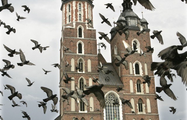 Jeśli radni przeforsują zakaz dokarmiania, to za okruszki dla gołębi będzie groził mandat