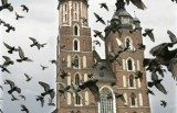 Kraków: zakazać karmienia gołębi. Po co komu ta krucjata? [SONDA]