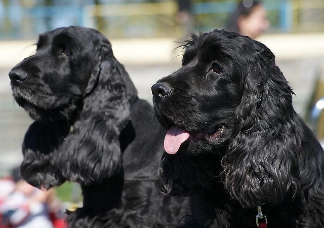 Zaplanowana na najbliższą niedzielę inowrocławska wystawa psów rasowych z powodu żałoby odbędzie się w innym terminie