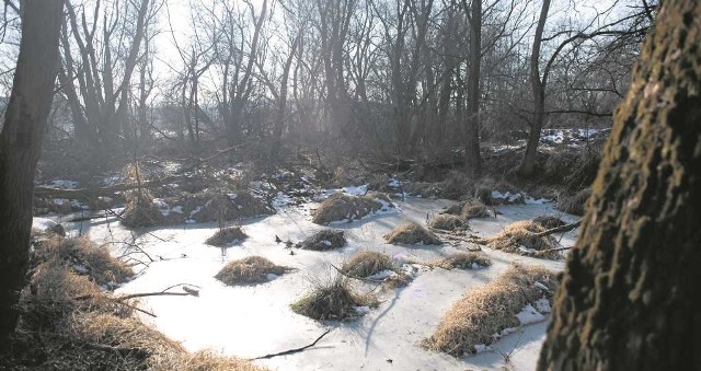 Las łęgowy w Przegorzałach według przyrodników chroni miasto, spowalniając    falę powodziową