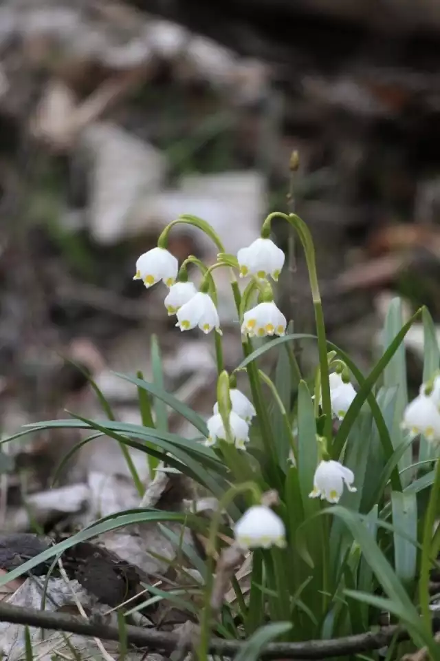 W ostatnich dniach lutego na powierzchnie nieśmiało przebiły się pierwsze liście, teraz widoczne są już pierwsze kwiaty, o czym w mediach społecznościowych informuje Nadleśnictwo Łopuchowo.
