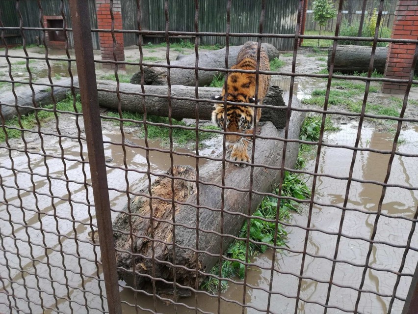 Pod Śremem toną zwierzęta. Dyrektor zoo apeluje o pomoc