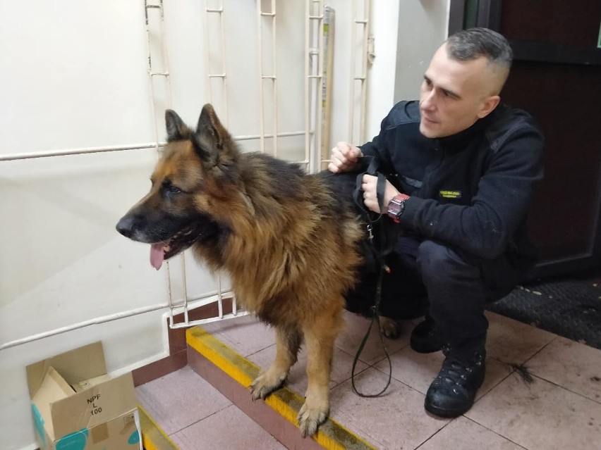 Pies z Sosnowca zabłąkał się do Starachowic. Wrócił po 3 latach do właścicielki. Niespodziewane zakończenie psich tarapatów