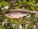 Pierwsze śnięte ryby pojawiają się w Szczecinie. Kolejne zapory staną na Odrze. Możliwe przedłużenie zakazu korzystania z rzeki