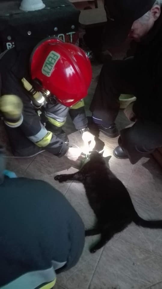 Brzezińscy strażacy uratowali z pożaru kota! Podali mu tlen przez maskę! [zdjęcia]