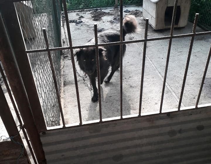 Psy w przechowywalni w Bogorii przetrzymywane są w fatalnych...