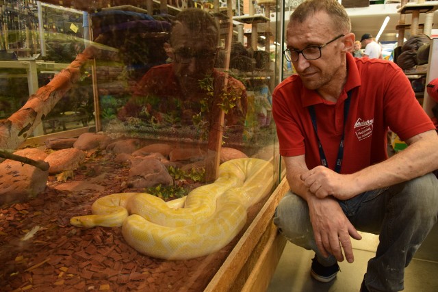 Nasz, gorlicki pyton tygrysi żyje grzecznie w wielkim terrarium. Ma się dobrze. Głównie leniuchuje