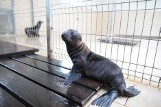 Bilety do zoo w Opolu znów zdrożeją. Osoba dorosła zapłaci 20 złotych