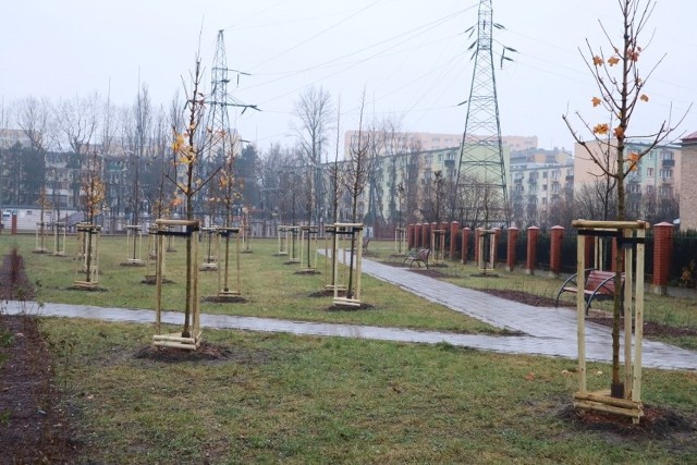W ubiegłym sezonie przybyły szpalery drzew na alei Bandurskiego. Zobaczcie gdzie pojawią się drzewa