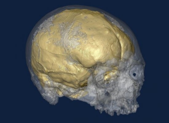 Odtworzona czaszka kromanionczyka