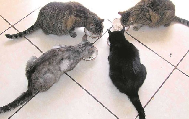 Domowe koty nie upolują sobie obiadu. To opiekun musi dbać o ich właściwe żywienie.