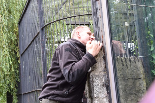 Nubia - puma z Jury trafiła do zoo w Chorzowie.Zobacz kolejne zdjęcia/plansze. Przesuwaj zdjęcia w prawo - naciśnij strzałkę lub przycisk NASTĘPNE