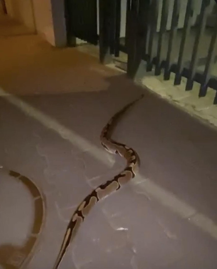 W nocy wąż pełzał na ulicy Różanej