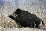 Rolnik spod Łodzi pozwał do sądu koło łowieckie. Domagał się rekompensaty, 6300 zł, za szkody wyrządzone przez dziki w uprawie kukurydzy.  