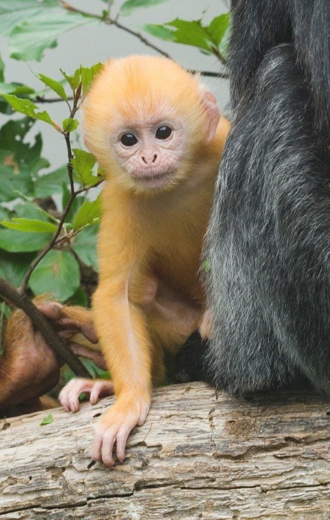 Młody lutung jawajski. Ta ruda małpka urodziła się w lipcu...